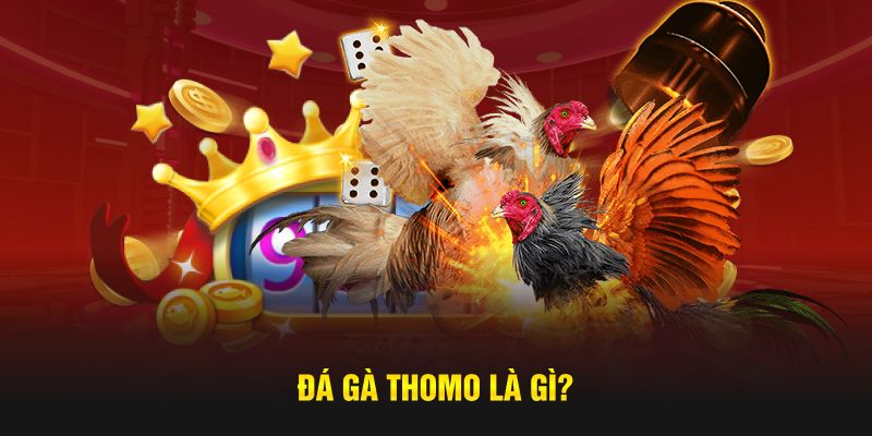 Đá gà Thomo là gì? Đá gà Thomo là gì?